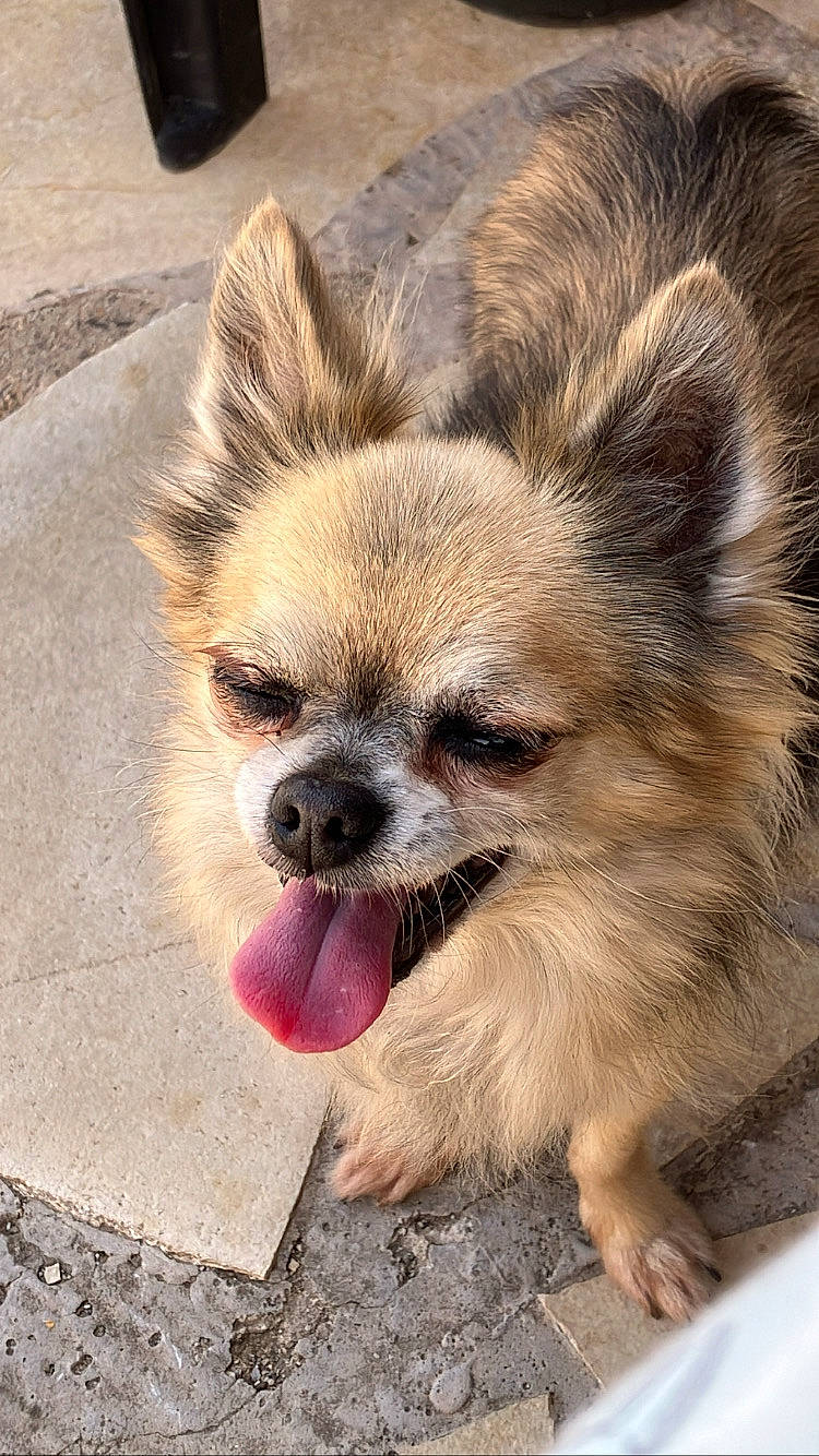 Galéo a rejoint le concours — aidez-le/la à gagner de superbes lots ! canidae, carnivore, companion_dog, corgi_chihuahua, dog, dog_breed, dog_supply, eye, fawn, fur, head, non_sporting_group, puppy, snout, sporting_group, terrestrial_animal, toy_dog, whiskers, wildlife, working_animal