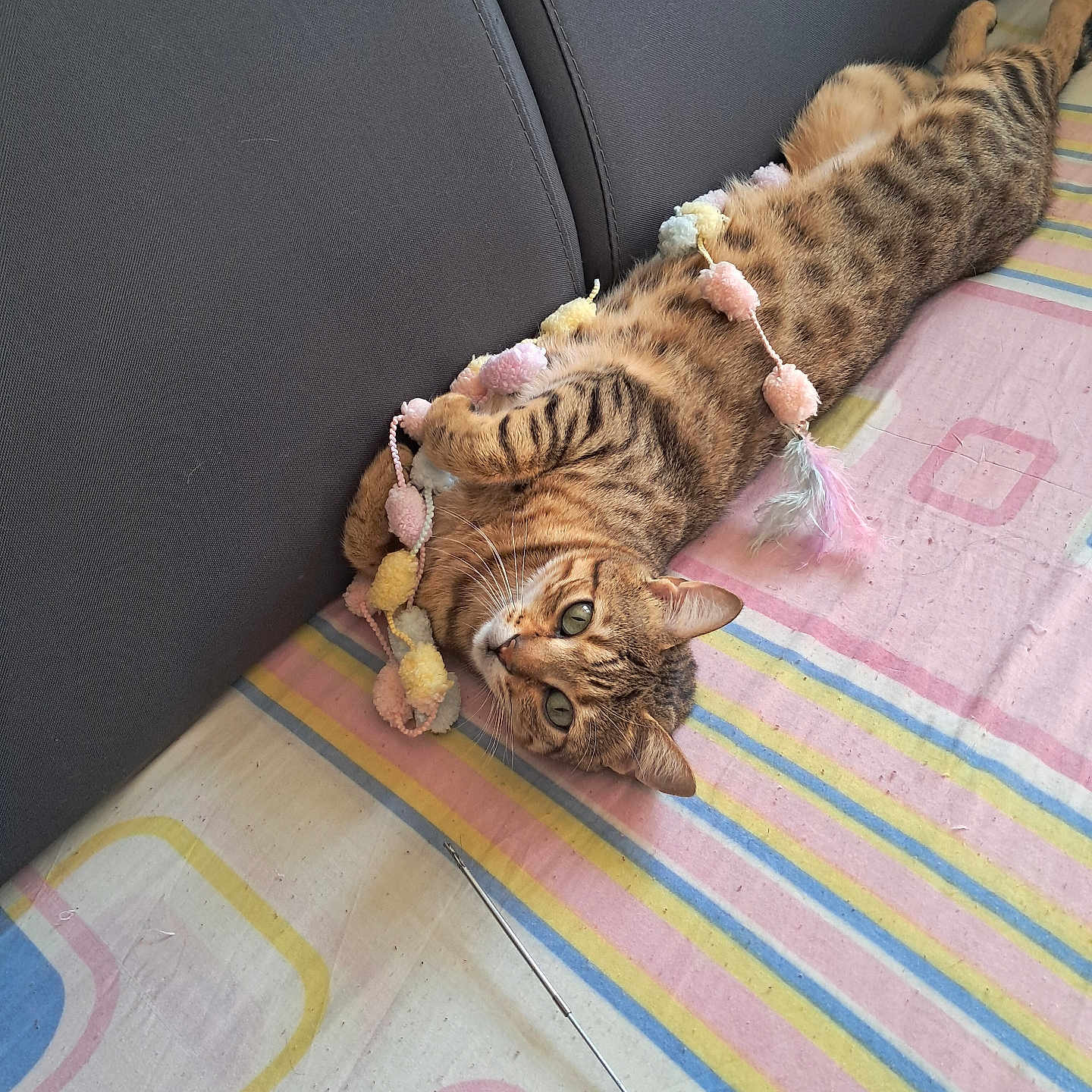 Bella a rejoint le concours — aidez-le/la à gagner de superbes lots ! bedspread, cat, couch, cozy, curious, ears, feline, garland, green_eyes, indoor, lying_down, pet, playful, pom_pom, relaxed, soft_toys, striped, striped_fur, tabby_cat, whiskers