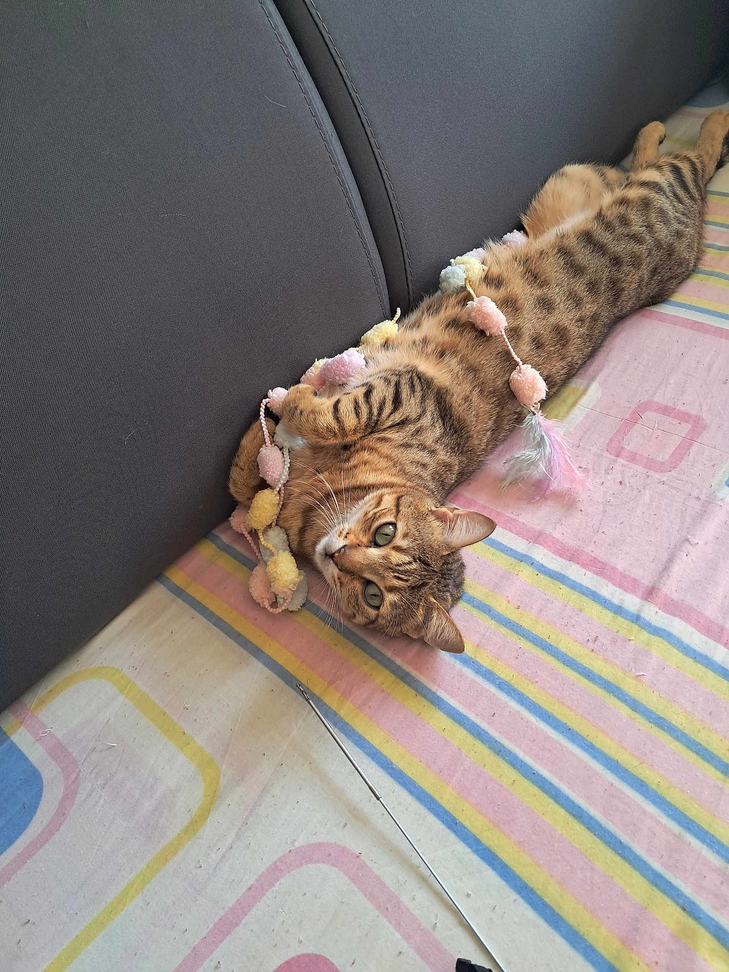 Bella a rejoint le concours — aidez-le/la à gagner de superbes lots ! cat, tabby_cat, striped, lying_down, bedspread, couch, pom_pom, garland, playful, curious, indoor, pet, feline, whiskers, ears, green_eyes, striped_fur, relaxed, soft_toys, cozy