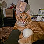 cat, ginger_cat, orange_tabby, pet, animal, feline, indoor, table, toy, ball, claws, whiskers, curious, relaxed, household, background, box, cozy, closeup, fur