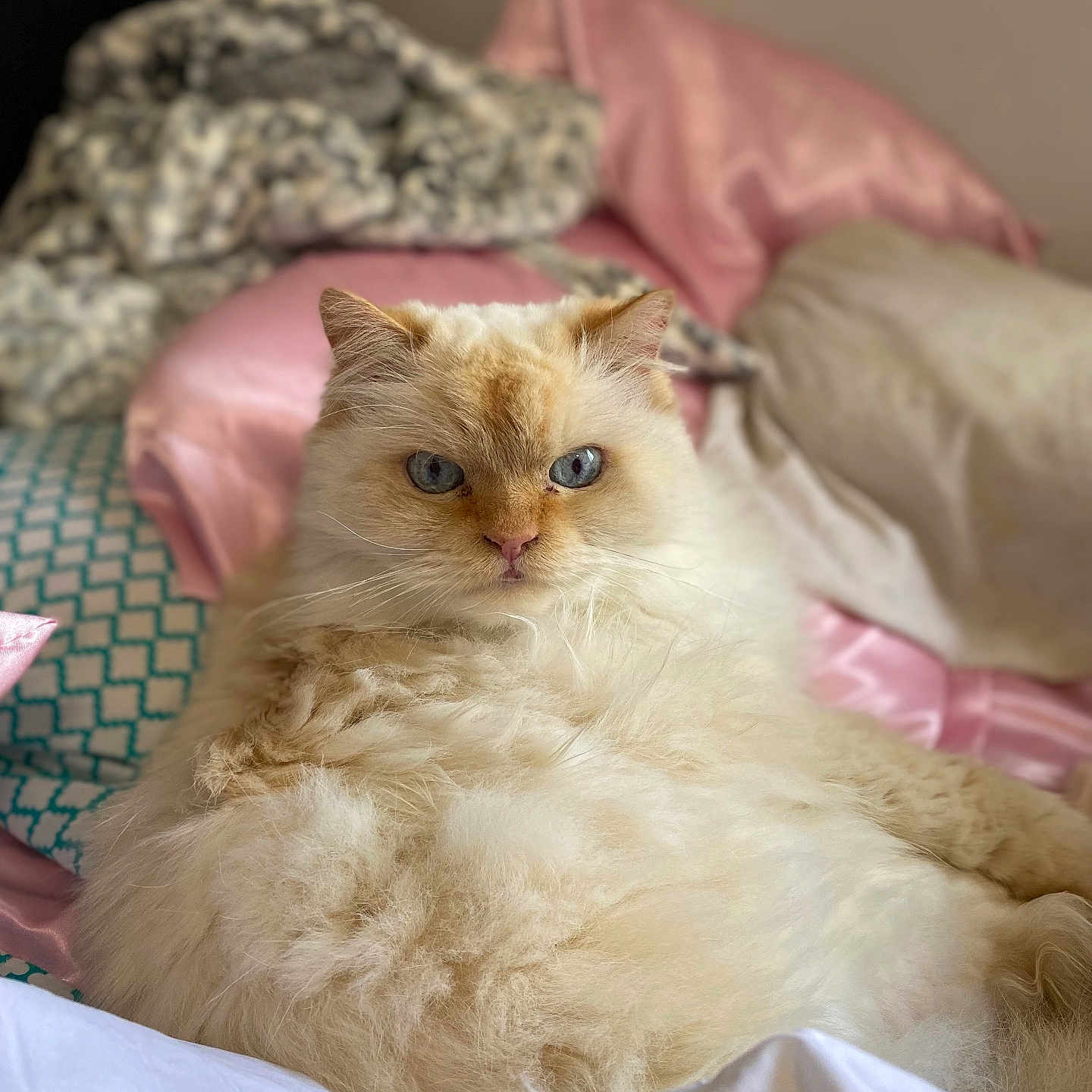 Tiny joined the competition — help win amazing prizes! cat, fluffy, blue_eyes, cream_color, bed, pillow, blanket, pink, patterned, indoor, pet, feline, relaxed, cozy, fur, whiskers, cute, portrait, animal, domestic