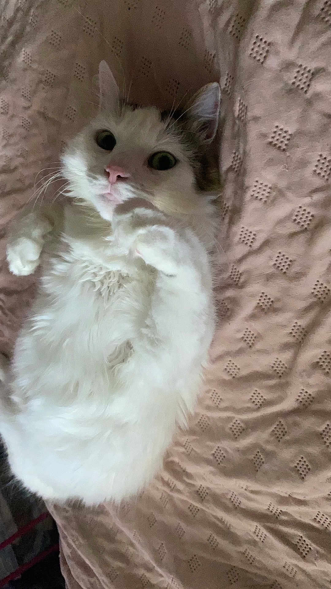Lyla