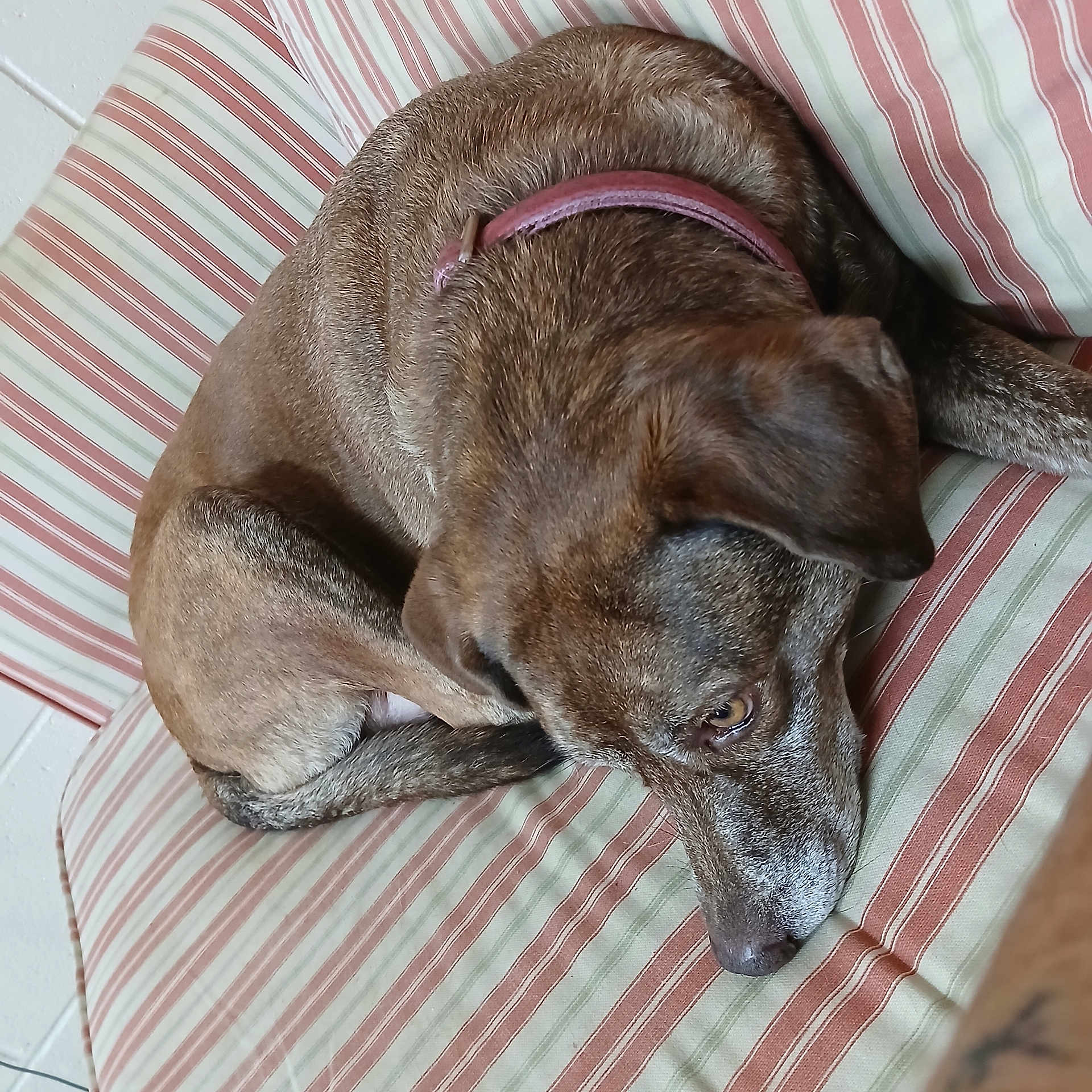 Daisy is registered to the contest to win money with this photo: animal, brown_dog, canine, closeup, collar, companion, cute, dog, domestic, fur, furniture, home, indoor, laying, pet, portrait, relaxed, resting, sleepy, striped_couch