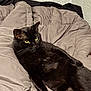 cat, black_cat, pet, bed, blanket, indoor, cozy, yellow_eyes, whiskers, fur, lounging, relaxed, closeup, portrait, domestic_animal, bedding, sleepy, home, no_person, feline