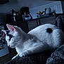 cat, white_cat, black_spot, indoor, kitchen, appliances, blanket, resting, side_view, feline, pet, fur, animal, quiet, contemplative, domestic, cozy, soft_light, comfort, household