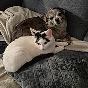 Arya participe au concours pour gagner de l'argent avec cette photo : cat, dog, couch, blanket, pet, indoor, white_cat, black_markings, small_dog, fur, relaxing, snuggling, cozy, animal, companion, resting, soft_texture, home, cute, curious