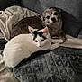 cat, dog, couch, blanket, pet, indoor, white_cat, black_markings, small_dog, fur, relaxing, snuggling, cozy, animal, companion, resting, soft_texture, home, cute, curious