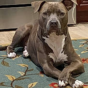 Scooby is registered to the contest to win money with this photo: dog, canine, pet, indoor, floor, rug, crossed_paws, brown_coat, white_markings, calm, relaxed, kitchen, wood_floor, appliance, home, domestic, animal, mammal, portrait, looking_at_camera