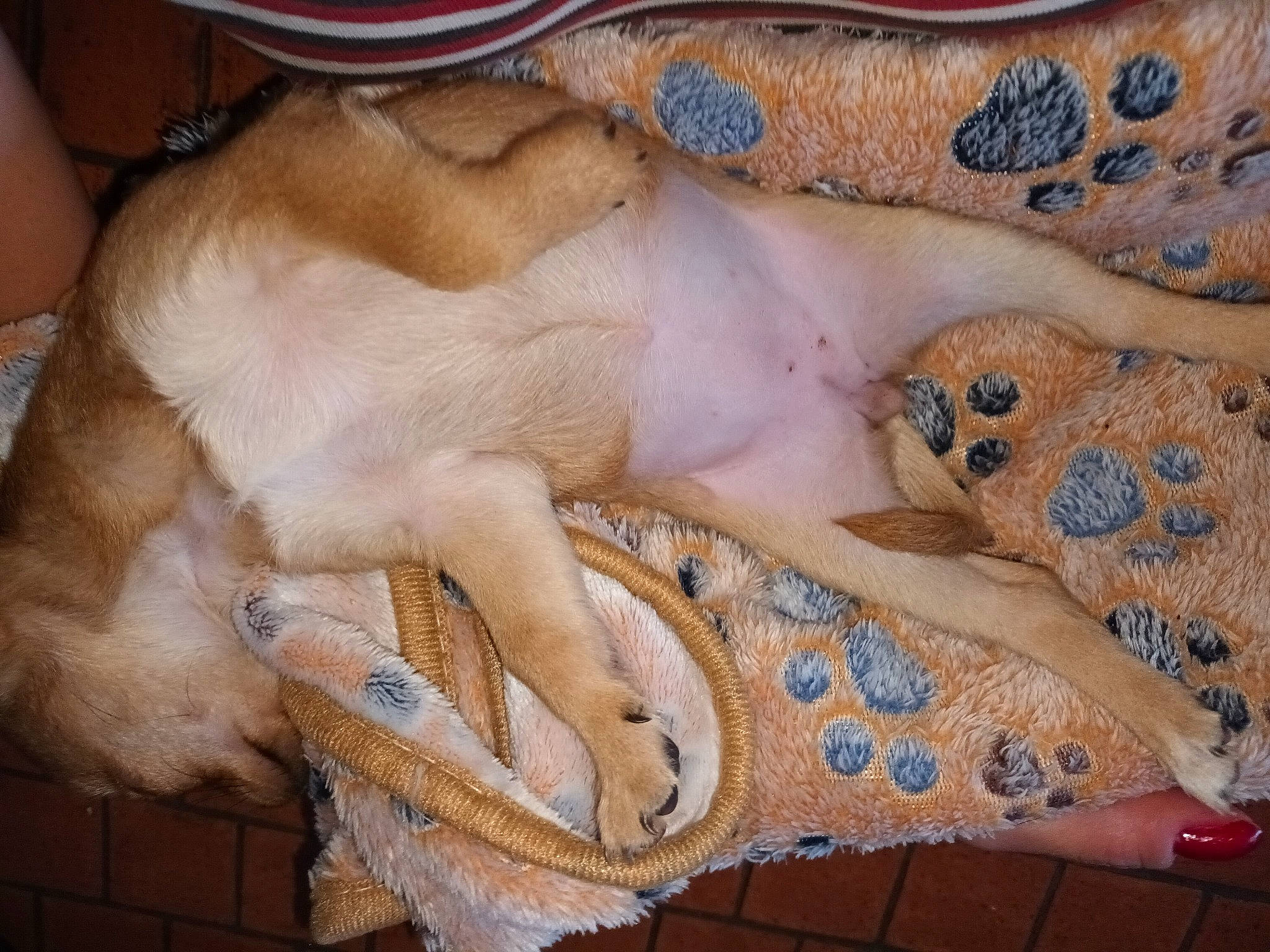 Luna a rejoint le concours — aidez-le/la à gagner de superbes lots ! art, bedding, comfort, companion_dog, couch, dog, dog_breed, fawn, felidae, flooring, fur, human_leg, linens, nap, pattern, paw, tail, vertebrate, visual_arts, wood