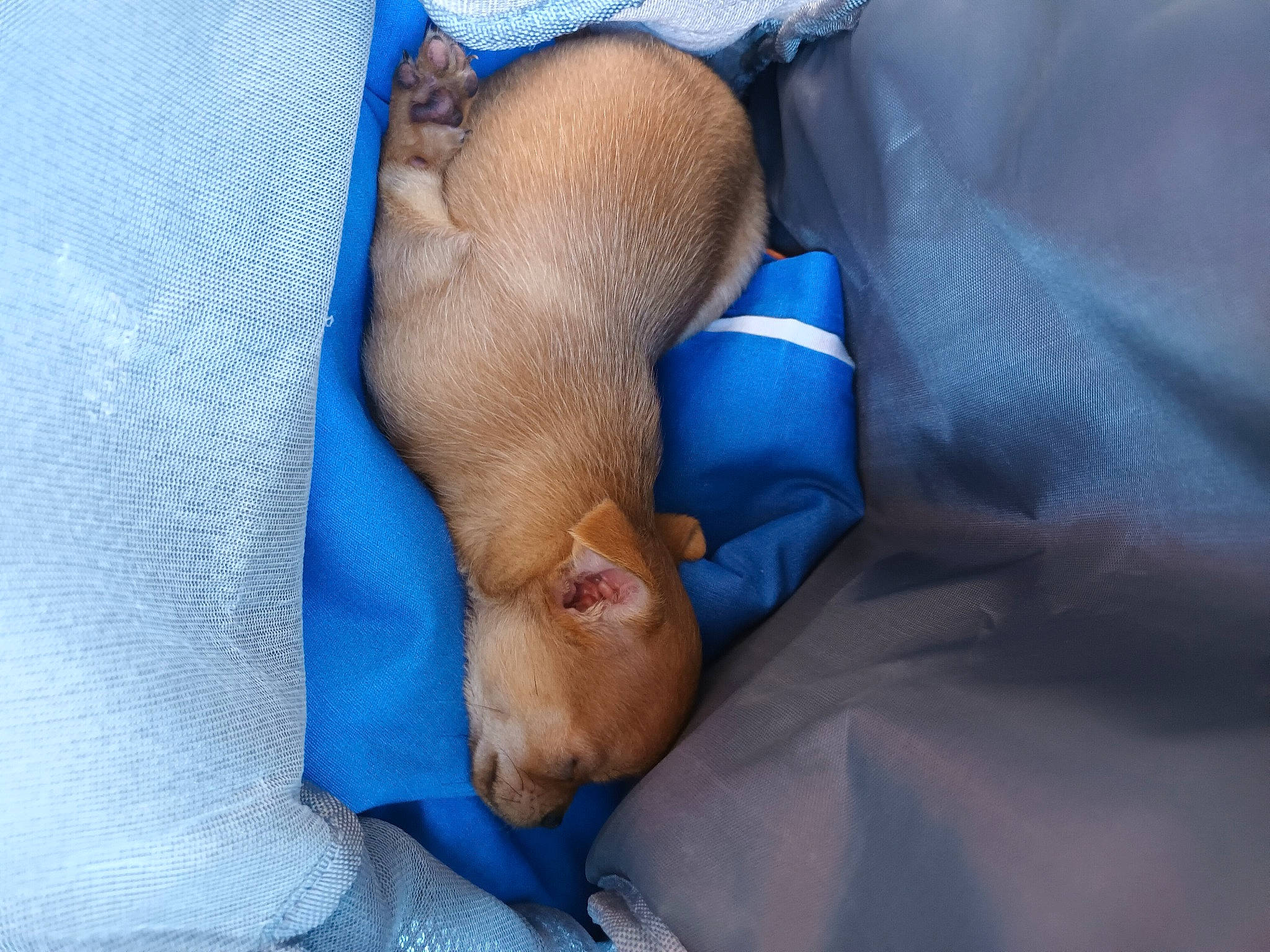 Luna a rejoint le concours — aidez-le/la à gagner de superbes lots ! baby, blue, canidae, carnivore, comfort, companion_dog, dog_breed, electric_blue, fawn, foot, human_body, human_leg, knee, linens, nail, paw, snout, sporting_group, wrinkle, wrist