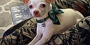 Chaz is registered to the contest to win money with this photo: animal, architecture, blanket, building, bulldog, canine, chair, chihuahua, couch, cushion, dog, frenchbulldog, furniture, homedecor, person, pet, pitbull, puppy, terrier, whitedog