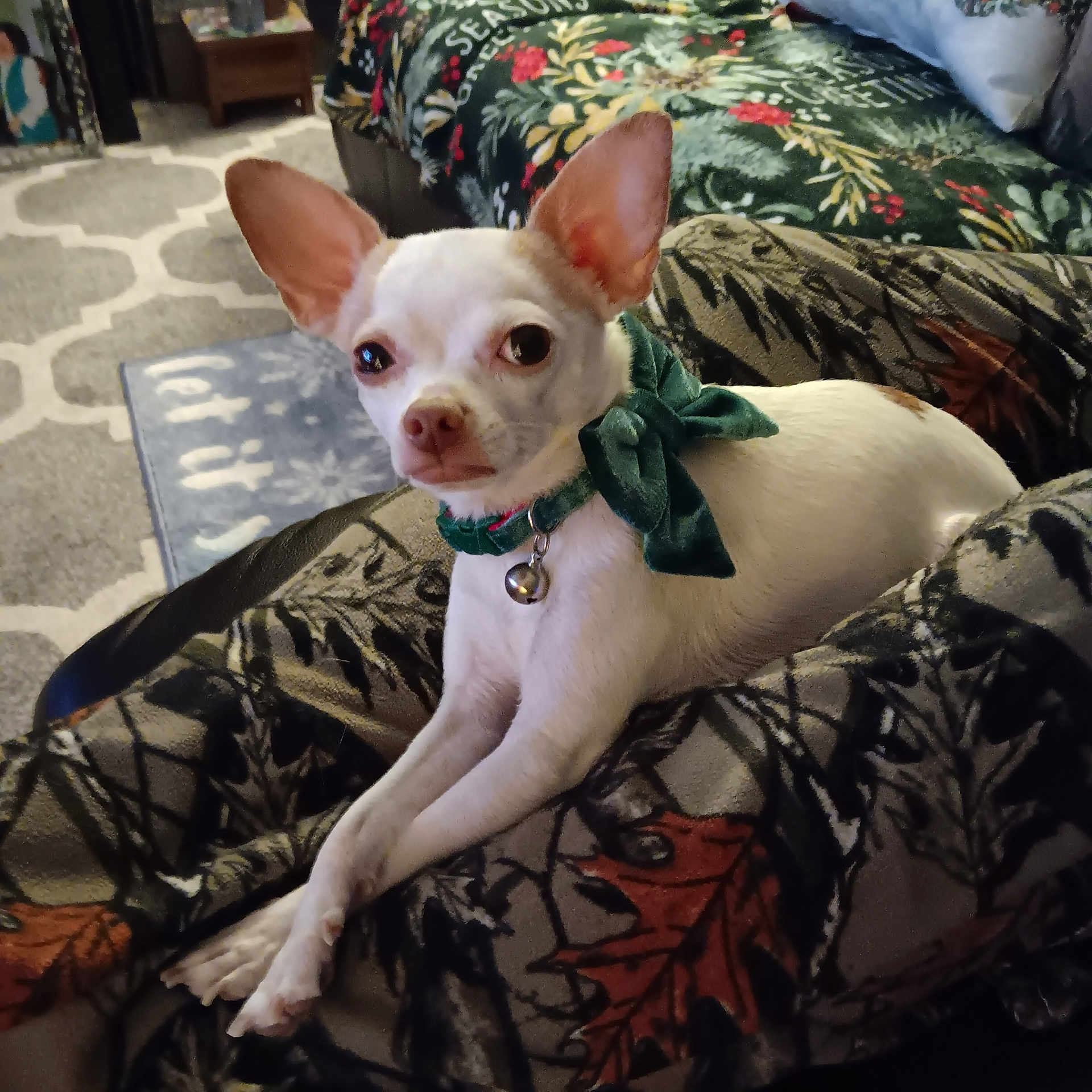 Chaz is registered to the contest to win money with this photo: animal, architecture, blanket, building, bulldog, canine, chair, chihuahua, couch, cushion, dog, frenchbulldog, furniture, homedecor, person, pet, pitbull, puppy, terrier, whitedog