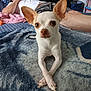 Chaz joined the competition — help win amazing prizes! animal, blanket, blue_blanket, casual, chihuahua, comfort, crossed_paws, dog, ears, furniture, home, indoor, lying_down, person, pet, relaxing, resting, small_dog, tan_dog, white_dog