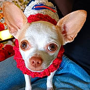 Chaz is registered to the contest to win money with this photo: animal, canine, chihuahua, close_up, clothing, colorful, cozy, cute, dog, domestic_animal, ears, eyes, furry, indoors, knitted_sweater, lap, looking_at_camera, pet, portrait, small_dog