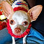 animal, canine, chihuahua, close_up, clothing, colorful, cozy, cute, dog, domestic_animal, ears, eyes, furry, indoors, knitted_sweater, lap, looking_at_camera, pet, portrait, small_dog