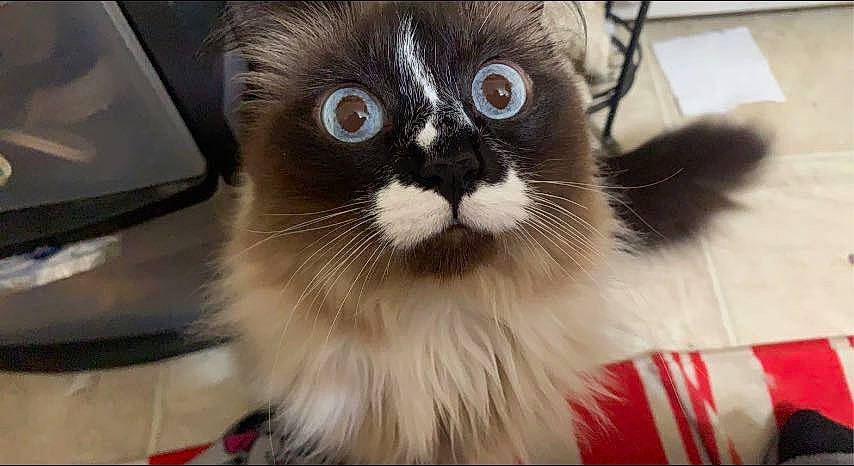 Esther is registered to the contest to win money with this photo: balinese, birman, carnivore, cat, claw, computer_keyboard, domestic_short_haired_cat, fawn, felidae, fur, iris, paw, ragdoll, small_to_medium_sized_cats, snout, tail, terrestrial_animal, thai, whiskers, window