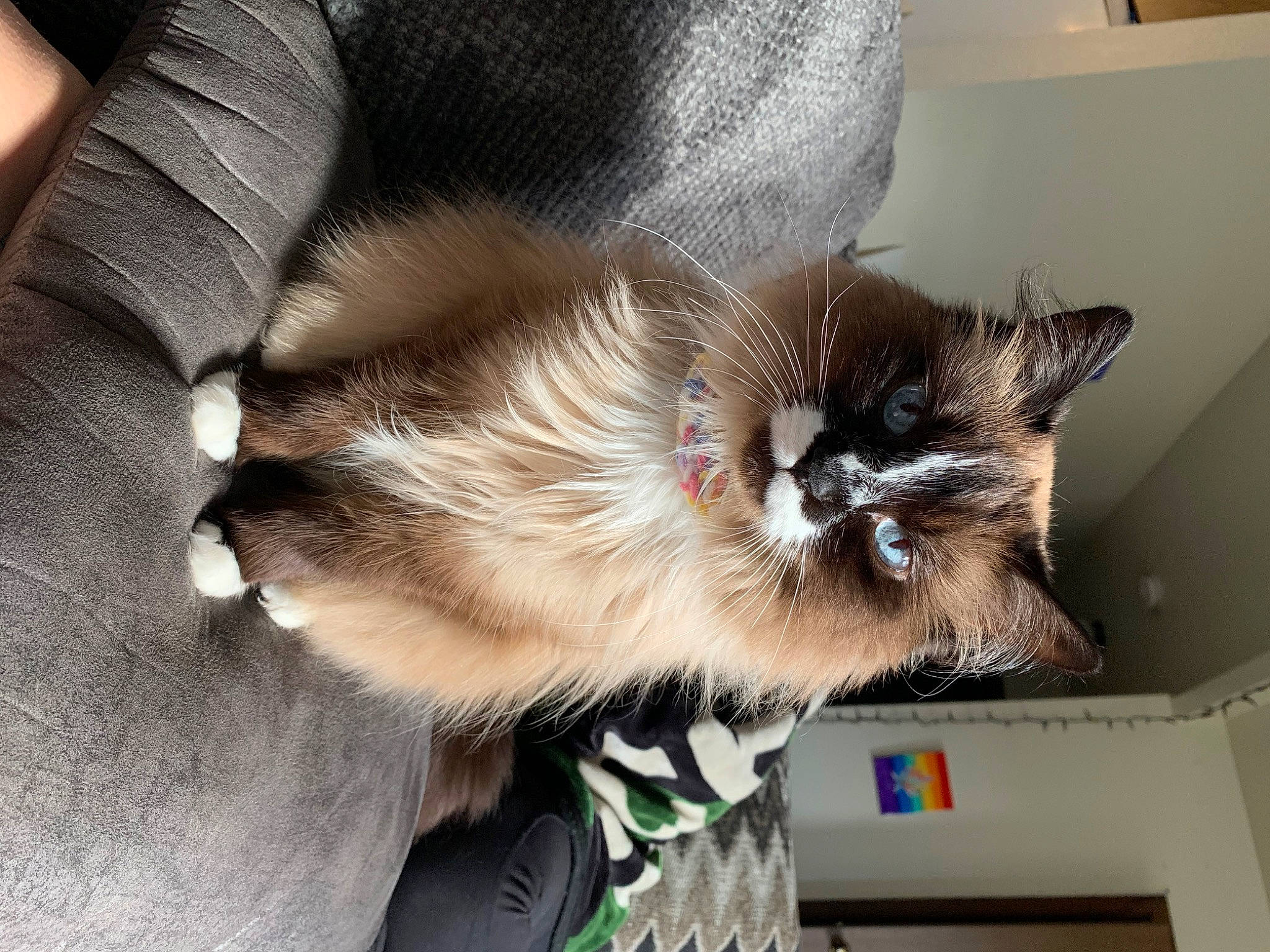 Esther is registered to the contest to win money with this photo: balinese, box, cardboard, carnivore, cat, claw, comfort, domestic_short_haired_cat, fawn, felidae, fur, paw, shipping_box, small_to_medium_sized_cats, snout, tail, thai, tonkinese, whiskers, wood