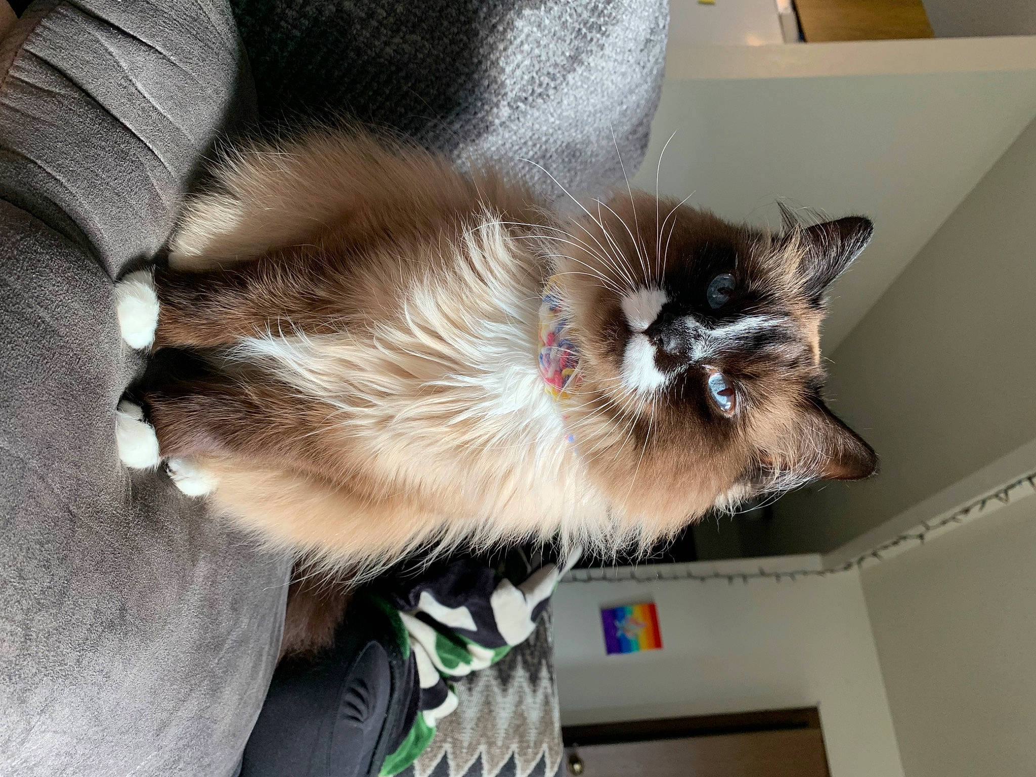 Esther is registered to the contest to win money with this photo: balinese, box, cardboard, carnivore, carton, cat, claw, comfort, domestic_short_haired_cat, fawn, felidae, fur, paw, shipping_box, small_to_medium_sized_cats, tail, thai, tonkinese, whiskers