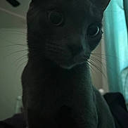 Violet is registered to the contest to win money with this photo: cat, close_up, indoor, pet, feline, whiskers, curious, dark, shadow, ears, portrait, animal, eyes, fur, mystery, window, curtain, soft_light, quiet, still