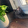 animal, cat, cozy, curious, domestic_cat, feline, floor, gray_cat, green_leaves, home, indoor, natural_light, pet, plant, potted_plant, relaxing, resting, sunlight, window, wooden_floor