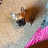 french_bulldog, puppy, dog, carpet, indoor, pet, cute, ears, looking_up, small_dog, beige_carpet, colorful_socks, texture, home, floor, animal, young_dog, adorable, cozy, pink_blanket