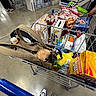 Namii is registered to the contest to win money with this photo: shopping_cart, dog, pug, carrier_bag, groceries, snacks, sushi, supermarket, checkout_lane, floor, shoes, person, box, plastic_bottle, toy, hand, clothing, floor_reflection, shopping, indoor