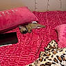 Namii is registered to the contest to win money with this photo: puppy, dog, sleeping, bed, pillow, blanket, tablet, indoor, cozy, resting, pink, pattern, leopard_print, fur, collar, small_dog, cute, relaxation, home, soft