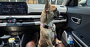 Namii is registered to the contest to win money with this photo: dog, french_bulldog, car_interior, dashboard, person, legs, shorts, water_bottle, window, storefront, sign, parking_sign, seat, seatbelt, leash, collar, sunlight, daytime, pet, animal