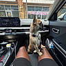 dog, french_bulldog, car_interior, dashboard, person, legs, shorts, water_bottle, window, storefront, sign, parking_sign, seat, seatbelt, leash, collar, sunlight, daytime, pet, animal