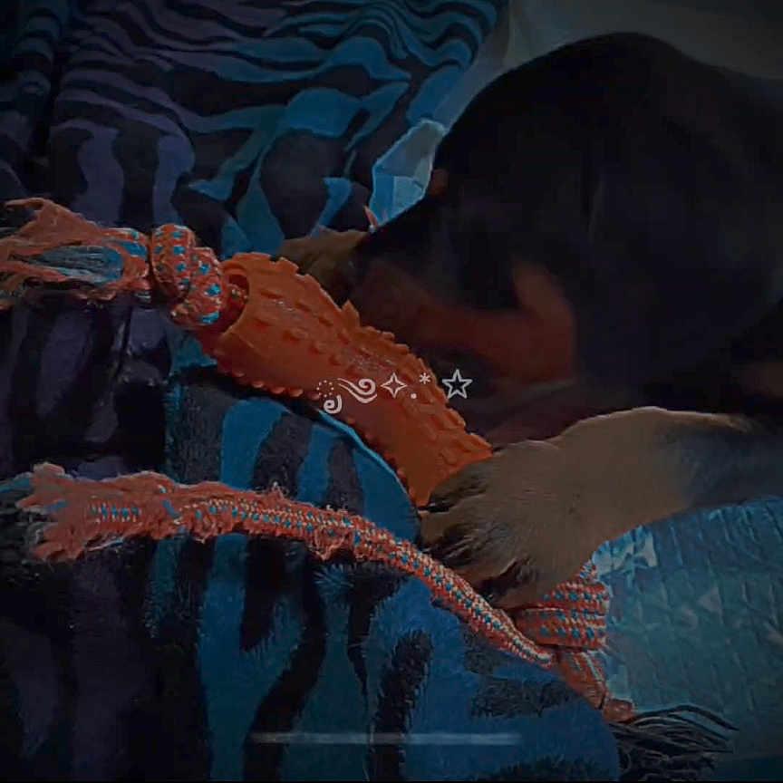 Zeus is registered to the contest to win money with this photo: animal, blanket, canine, chew_toy, closeup, comfort, cute, dark, dog, domestic_animal, fabric, indoor, pattern, paw, pet, play, relaxation, resting, snuggle, toy