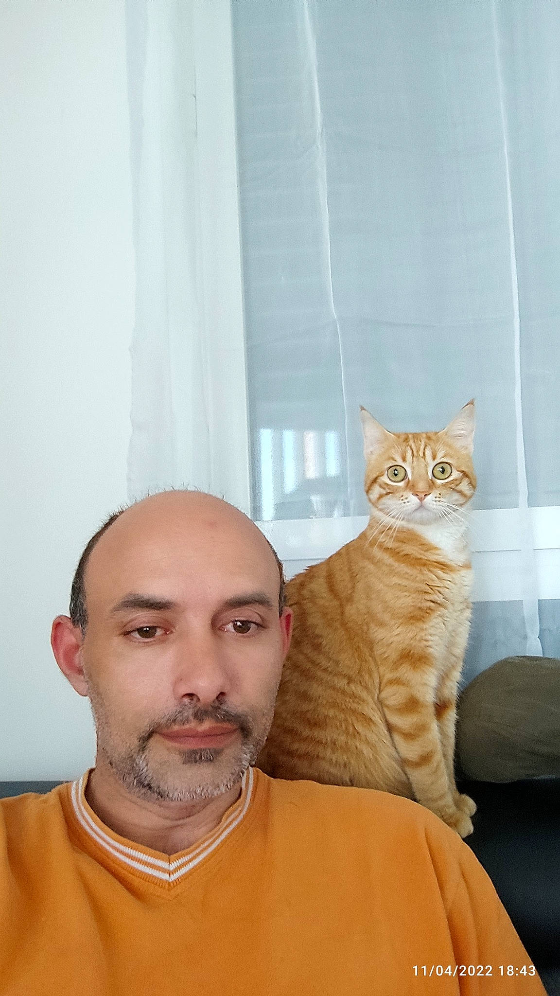 Dora a rejoint le concours — aidez-le/la à gagner de superbes lots ! beard, carnivore, cat, comfort, curtain, domestic_short_haired_cat, facial_hair, fawn, felidae, fur, gesture, moustache, peach, sitting, small_to_medium_sized_cats, tail, textile, whiskers, window, wood