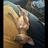 Lucy is registered to the contest to win money with this photo: puppy, dog, pet, animal, upside_down, lying_down, sleeping, relaxed, paws, floppy_ears, brown_fur, couch, cushion, mustard_yellow, living_room, indoors, furniture, smartphone_screenshot, portrait_orientation, funny_pose