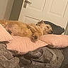 Lucy is registered to the contest to win money with this photo: dog, small_dog, sleeping, lying_down, belly_up, scruffy, tan_fur, paw, pet, couch, sofa, pillows, pink_pillow, blanket, indoor, bedroom, door, cozy, relaxed, funny_pose