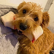 Lucy is registered to the contest to win money with this photo: dog, bone, chew_toy, pet, animal, cute, scruffy, fur, mouth, indoor, couch, home, relaxed, brown_fur, closeup, portrait, canine, companion, friendly, playful