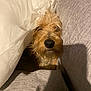 Lucy joined the competition — help win amazing prizes! dog, pet, fur, cushion, fabric, curtain, cozy, indoor, closeup, brown, nose, face, animal, cute, portrait, texture, soft, relaxed, home, shadow