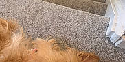 Lucy joined the competition — help win amazing prizes! dog, stairs, carpet, indoor, pet, curious, brown, fur, closeup, home, interior, playful, animal, cute, canine, relaxed, nose, ear, floor, wall