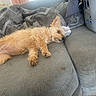 dog, small_dog, scruffy_dog, tan_fur, sleeping, lying_down, relaxed, couch, sofa, blanket, living_room, indoor, pet, animal, floppy_ears, black_nose, brown_eyes, sunlight, laundry, pet_carrier