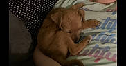Lucy is registered to the contest to win money with this photo: puppy, dog, sleeping, brown_fur, small_dog, person, lap, couch, shirt, hand, ring, indoors, cozy, nap, pet, companion_animal, portrait, casual_photo, textile, relaxed