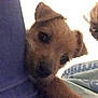 Lucy joined the competition — help win amazing prizes! puppy, dog, pet, cute, fur, indoor, closeup, animal, brown, young, face, eyes, snout, paw, person, clothing, blue, white, curious, cozy