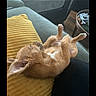 dog, small_dog, tan_dog, pet, animal, belly_up, paws_up, lying_down, relaxed, sleeping, sofa, couch, cushion, yellow_cushion, living_room, indoor, home, playful, cute, photography