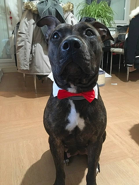 Naya participe au concours pour gagner de l'argent avec cette photo : american_pit_bull_terrier, american_staffordshire_terrier, bandog, canidae, carnivore, collar, dog, dog_breed, dog_collar, fawn, mammal, molosser, non_sporting_group, perro_de_presa_canario, pit_bull, rare_breed_dog, snout, sporting_group, staffordshire_bull_terrier, vertebrate