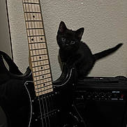 Athena is registered to the contest to win money with this photo: cat, black_cat, kitten, electric_guitar, guitar, amplifier, amp, musical_instrument, pet, indoor, textured_wall, whiskers, blue_eyes, tail, sitting, closeup, black_fur, small, curious, shadow