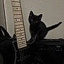 cat, black_cat, kitten, electric_guitar, guitar, amplifier, amp, musical_instrument, pet, indoor, textured_wall, whiskers, blue_eyes, tail, sitting, closeup, black_fur, small, curious, shadow