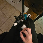 Mimi is registered to the contest to win money with this photo: belly, black_and_white, cat, chair_leg, closeup, floor_tile, furniture, human_hand, indoor, kitten, lap, paw, pet, petting, playful, portrait, surprised, tuxedo_cat, whiskers, young_cat
