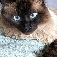 Rody a rejoint le concours — aidez-le/la à gagner de superbes lots ! cat, blue_eyes, fluffy, fur, close_up, pet, animal, indoor, resting, face, ears, whiskers, soft_texture, blanket, relaxed, cute, domestic_cat, portrait, feline, cozy