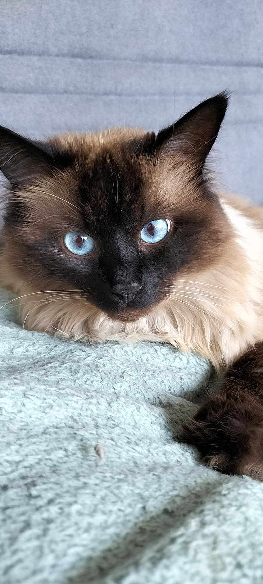 Rody a rejoint le concours — aidez-le/la à gagner de superbes lots ! cat, blue_eyes, fluffy, fur, close_up, pet, animal, indoor, resting, face, ears, whiskers, soft_texture, blanket, relaxed, cute, domestic_cat, portrait, feline, cozy