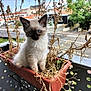 Rody participe au concours pour gagner de l'argent avec cette photo : kitten, cat, flower_pot, plants, dry_plants, balcony, outdoor, blue_eyes, fur, pet, animal, street, urban, background, daylight, young_cat, sitting, cute, nature, window