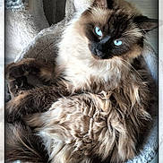 Rody participe au concours pour gagner de l'argent avec cette photo : cat, blue_eyes, fluffy_fur, pet_bed, indoor, relaxed, feline, cozy, curious, long_hair, whiskers, animal, cute, resting, soft_texture, domestic_cat, portrait, close_up, comfortable, home