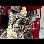 Gustav is registered to the contest to win money with this photo: cat, tabby_cat, fluffy, whiskers, pet, indoor, portrait, feline, fur, closeup, animal, domestic_animal, green_eyes, looking_away, house, room, lamp, wall_art, door, television