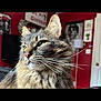 animal, cat, closeup, domestic_animal, door, feline, fluffy, fur, green_eyes, house, indoor, lamp, looking_away, pet, portrait, room, tabby_cat, television, wall_art, whiskers
